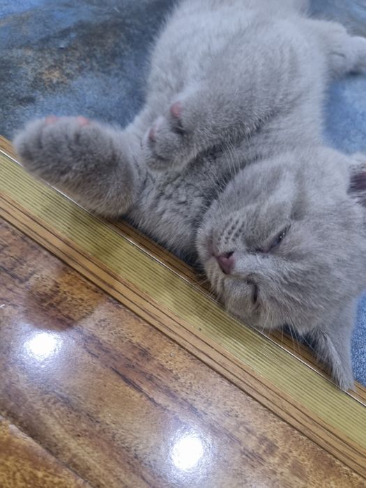 Милые котята ищут любящий дом