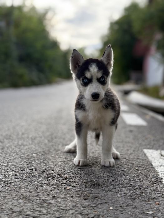 Femela husky siberian (exemplar deosebit)!