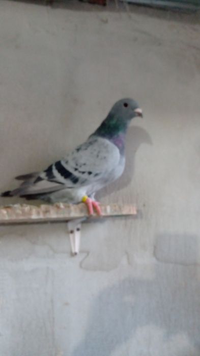 Voiajori standard de frumusețe