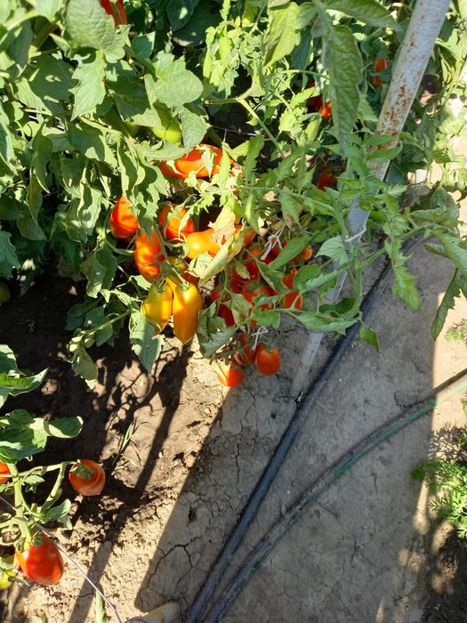 Vand rosii gradina 100% bio