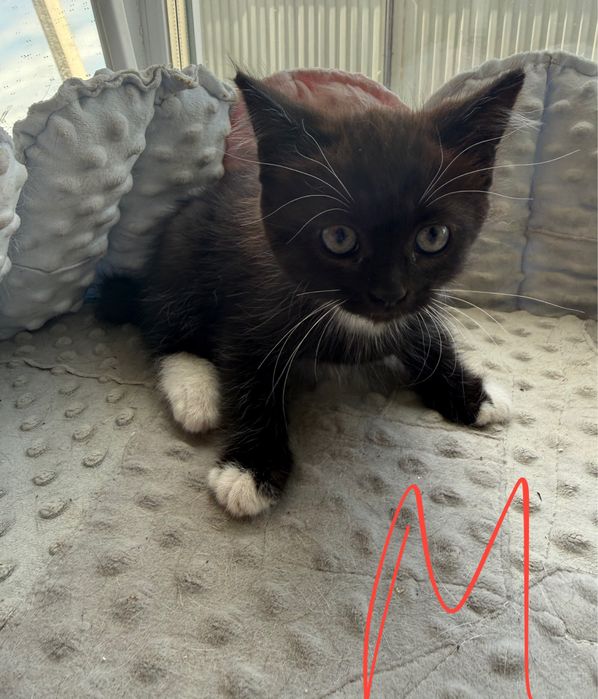 Котята в дар. Две девочки и два мальчика