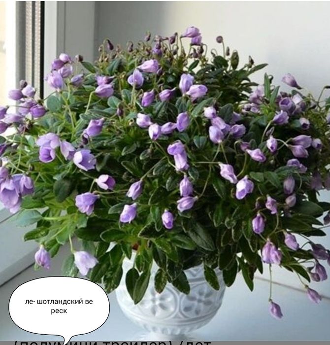 Фиалки распродажа