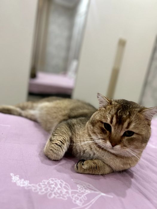 Вязка залатой шиншилла, zot olishga zalatøy shinahilla