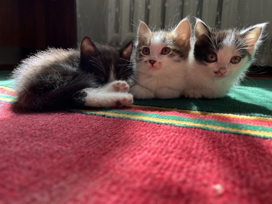 Марғаулар 2 айлық