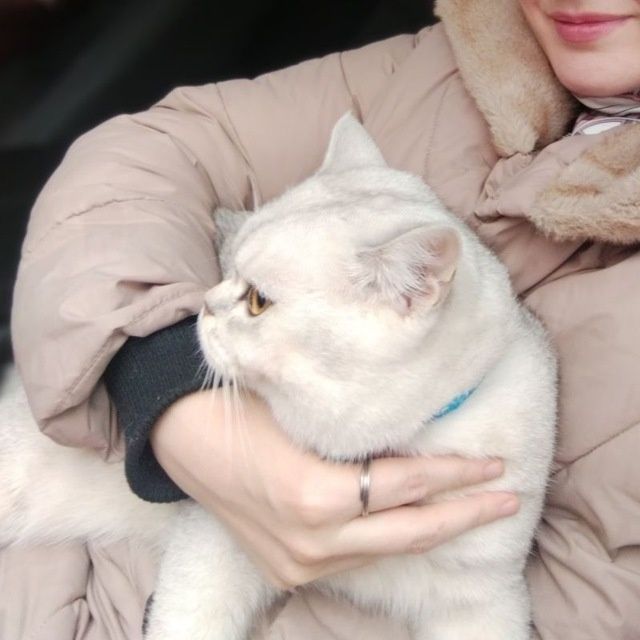 Вязка кота серебристый шин шыла сильвер крупный весом 6кг