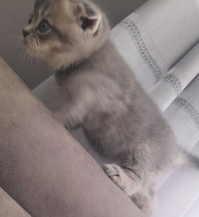 Ажойиб  мушукчалар