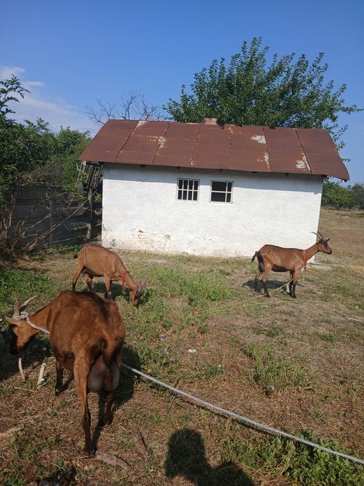 Vand iezi alpina franceza