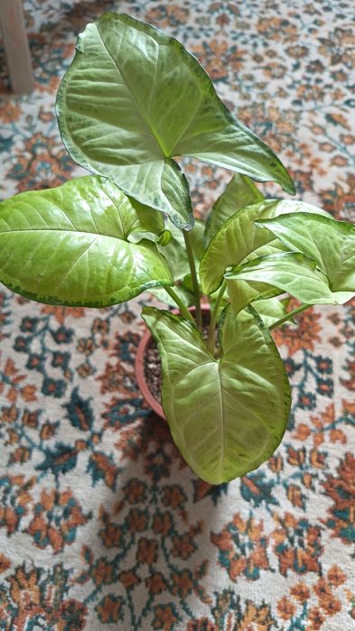 Красивая Сингуниум