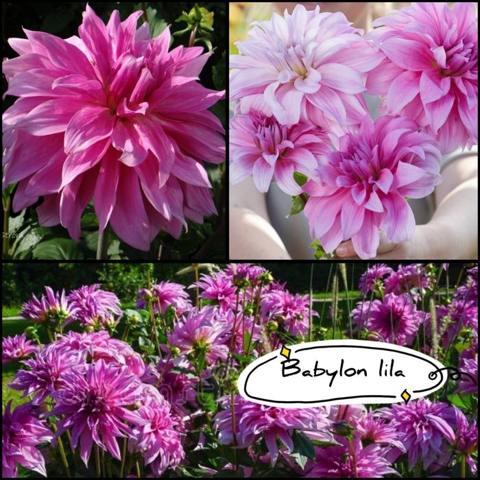 Dalii diferite soiuri