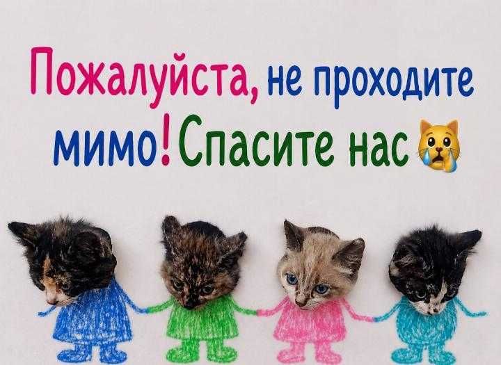 Отдам котят 1,5 месяца
