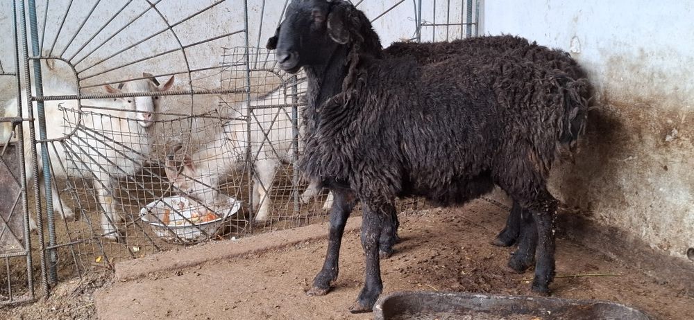 Қошкарлар тез арада сатылады