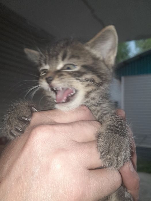 Отдам котят в добрые руки.