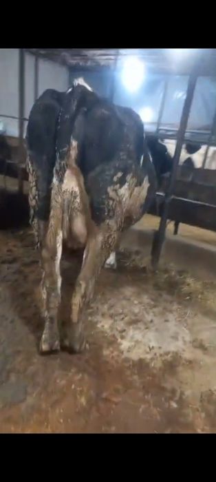 Продам молодых коров