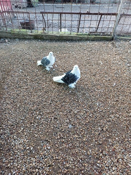 Porumbei creti capaciti