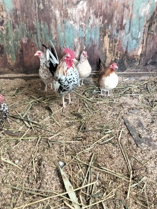 Карлики бентамка ситцевые