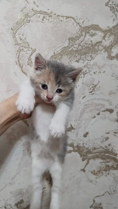 котята, мама пританка