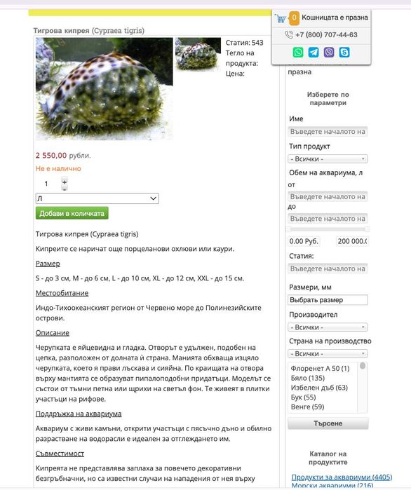 Морска раковина Тигрова Ципрея