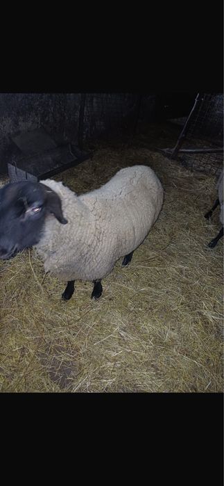 Vând berbec Suffolk