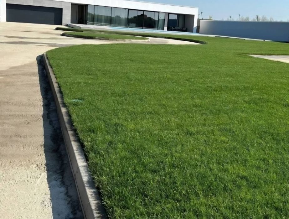 Vând plante ornamentale diferite specii și dimensiuni etc