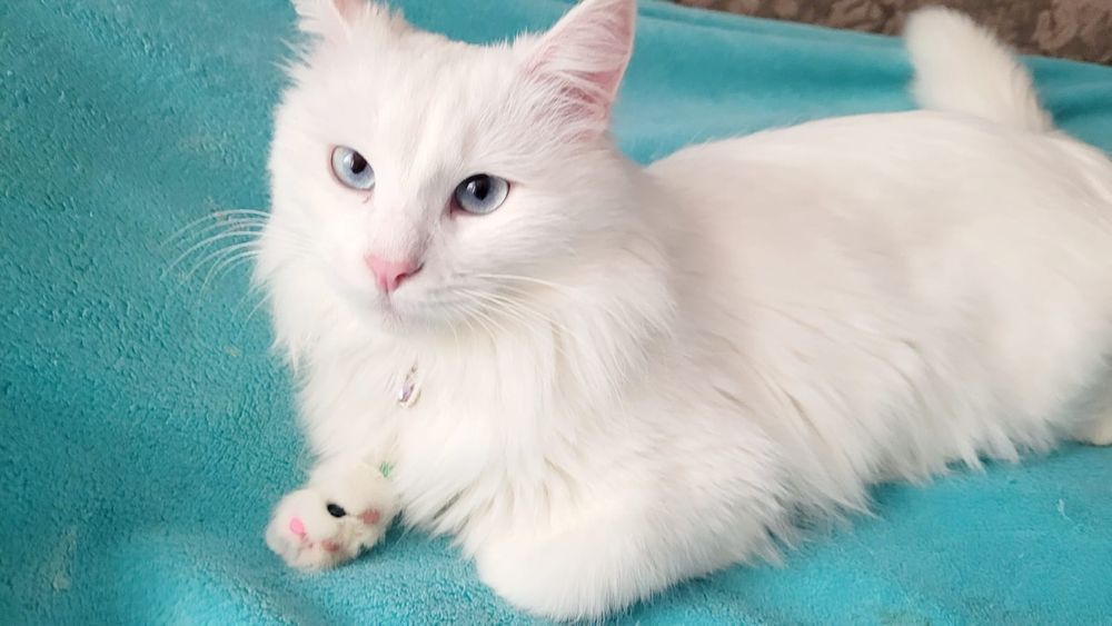 Вязка Кот Турецкого Ангора