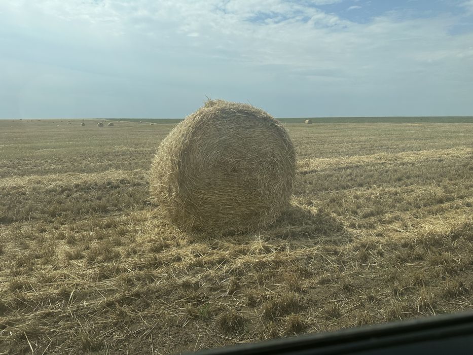 Солома пшеничная