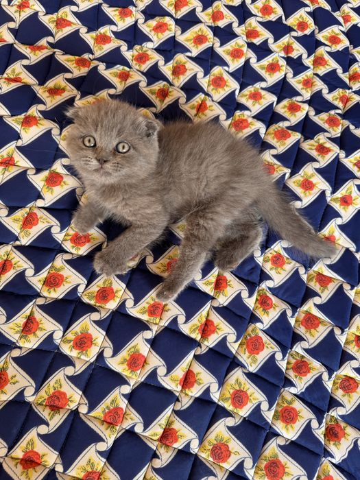 Scotish Fold Grey