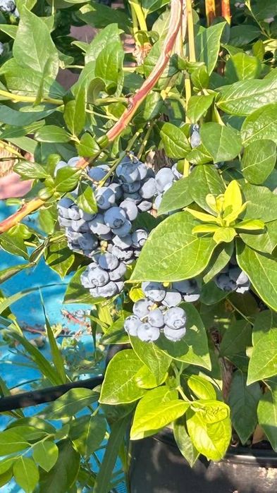 Прясно набрани боровинки от семейна градина – продажба директно от производител