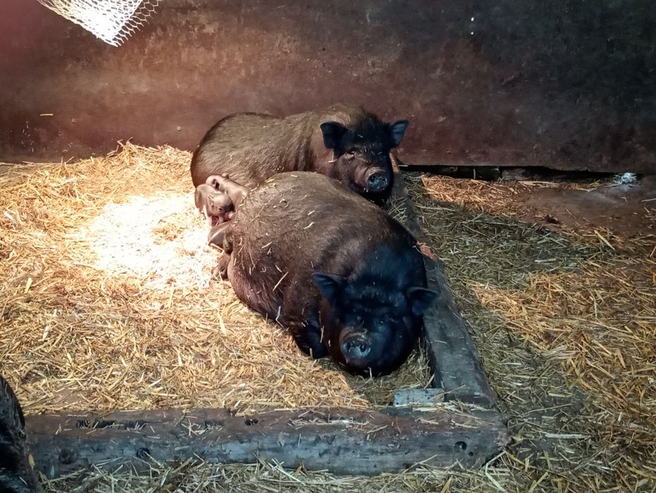 Виетнамски прасенца