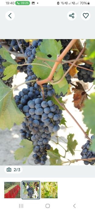 Struguri de vin direct din vie din Panciu  județul Vrancea