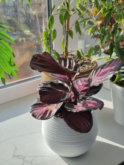 Продам комнатные растения