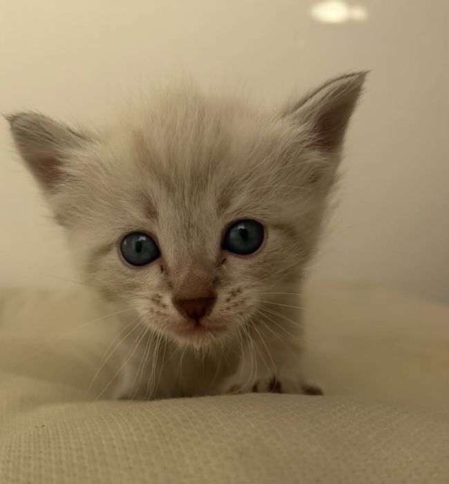 Милые котята добрые руки