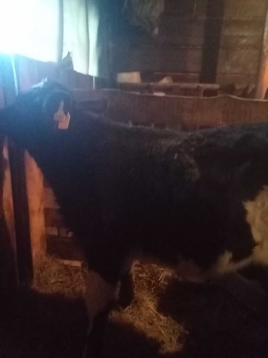 Продам теленка этого года