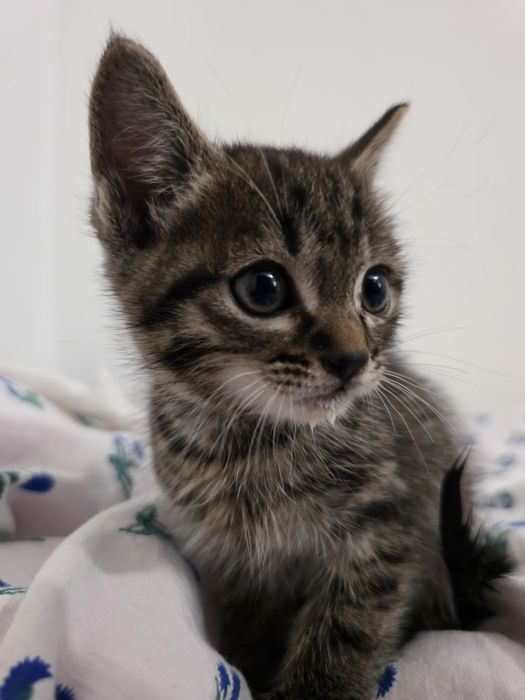 Котята в хорошие руки