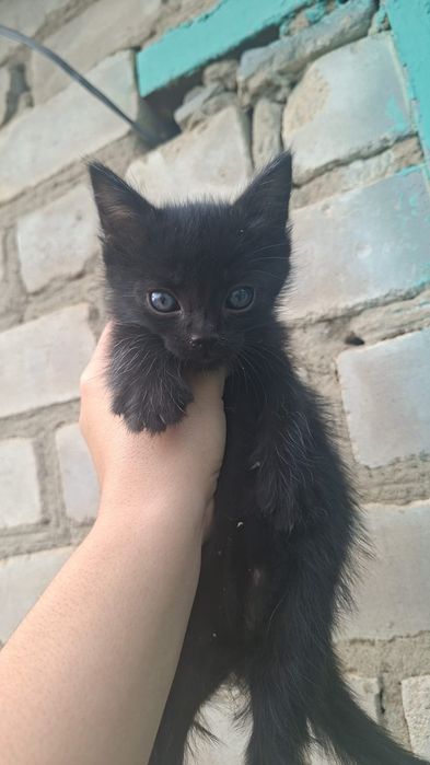 Котята бесплатно