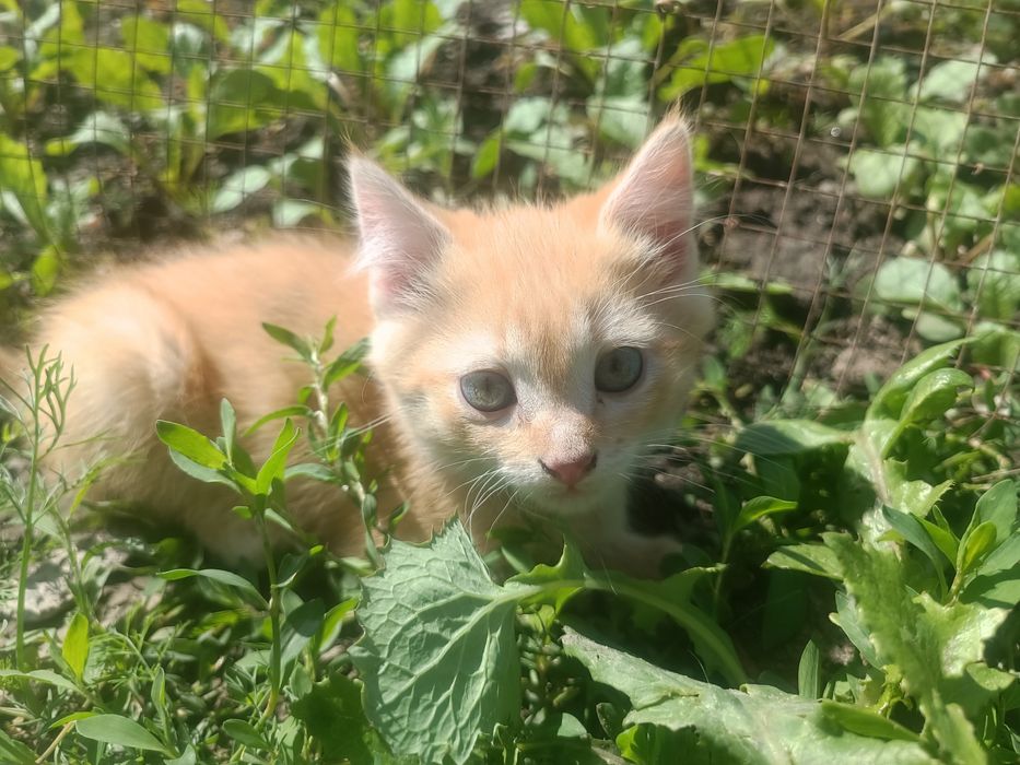 Котята породистые