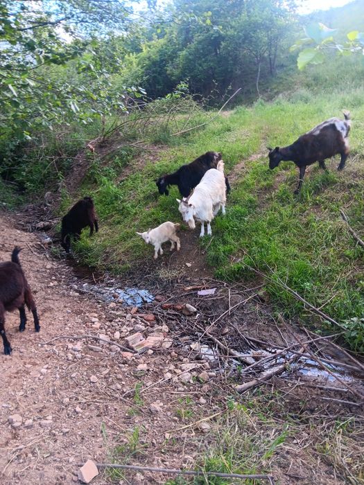 Capre  de lapte  tapi de monta  iezi  de vânzare preturi fff bune