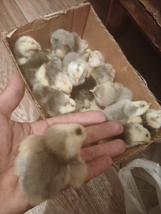 Продам цеплят и яйца