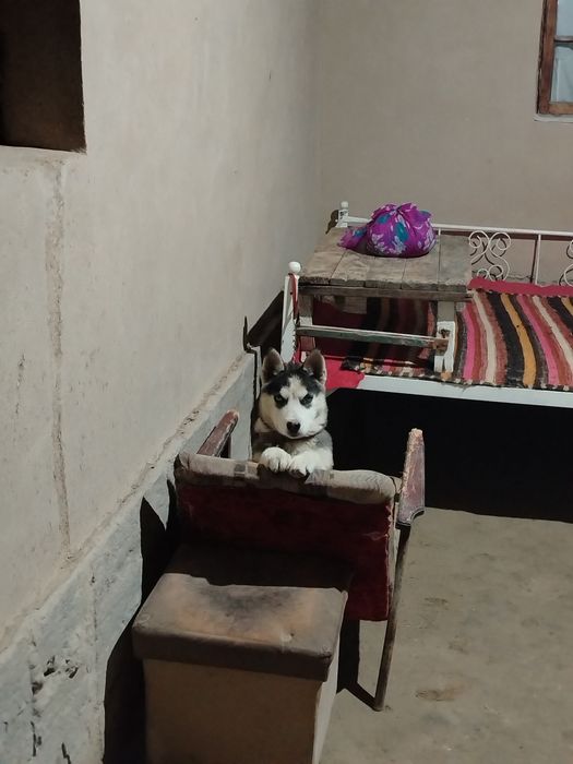 Sibiriski xaski 5 oylik tozasi 101%