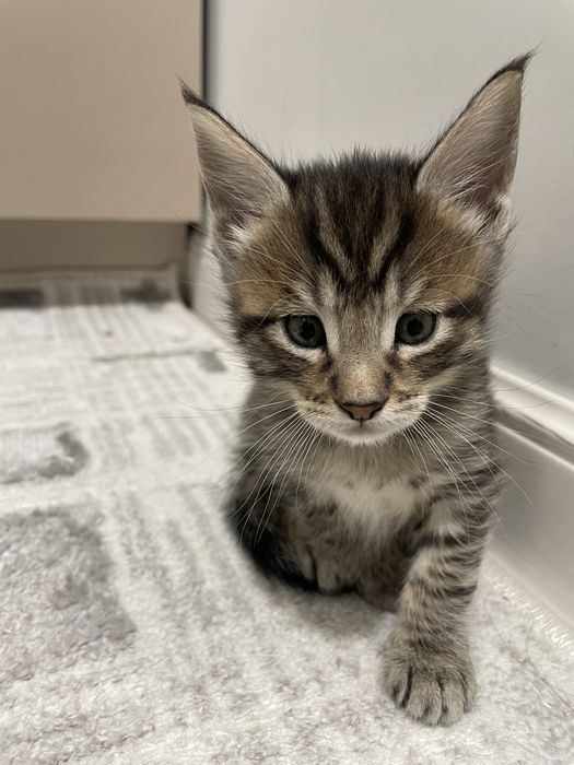 Котята мейн куна 100к