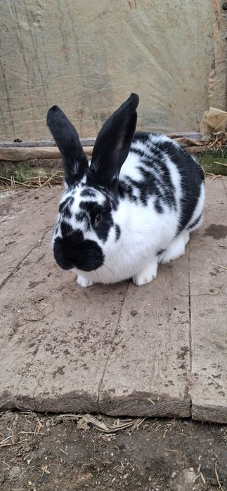 Iepuroaica fluture german