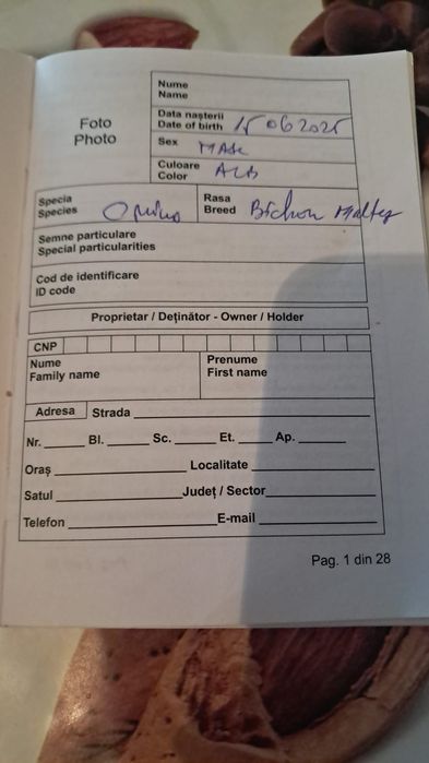 Vând catel rasa Bison Maltez