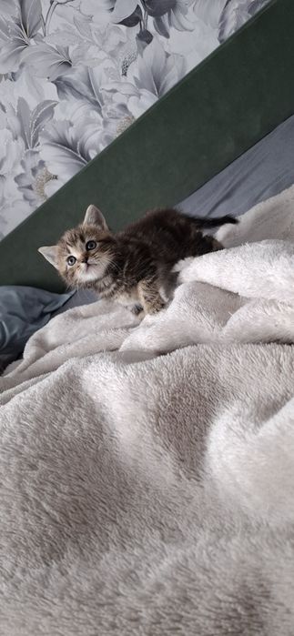 Британские ласковые котята