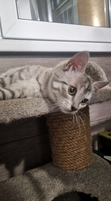 Котенок в добрые руки