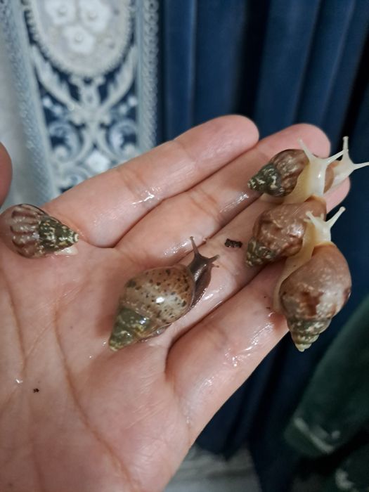 Улитка ахатин косметологический