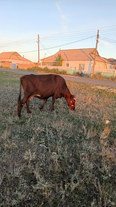 Продаются две  коровы.