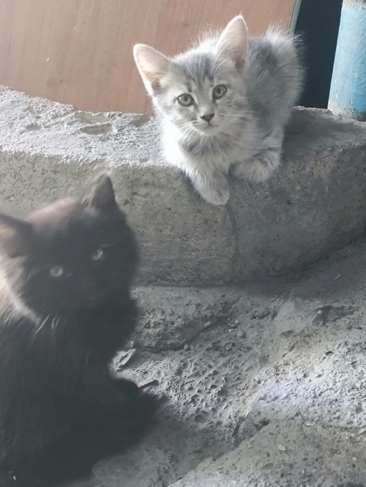 Отдам котят в хорошие руки