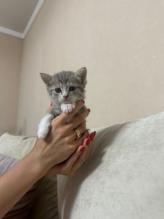 Котята британской кошки