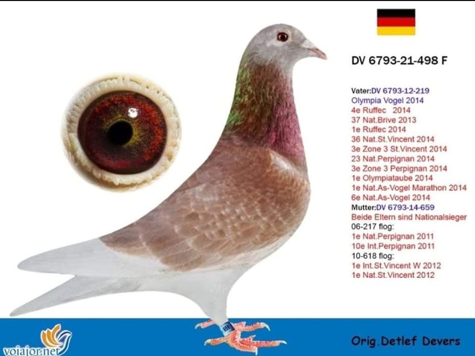 Porumbei de vanzare cu pedigree