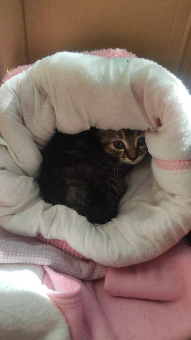 Котенок в добрые руки