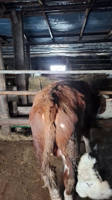 Бычек малдануга 800